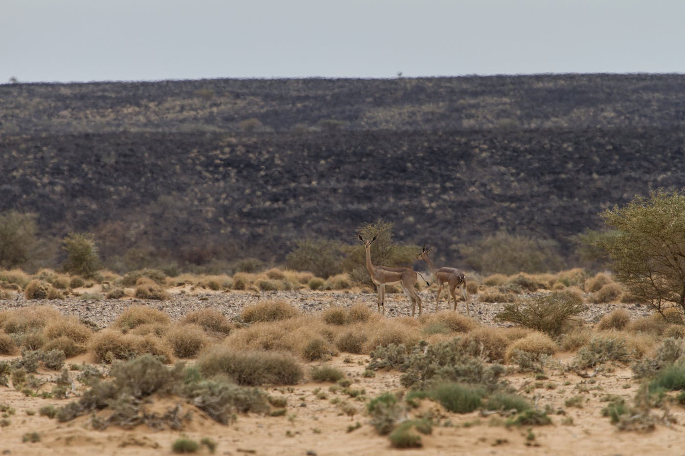 South Red Sea & Gulf of Aden Coastal Drylands (AT22)